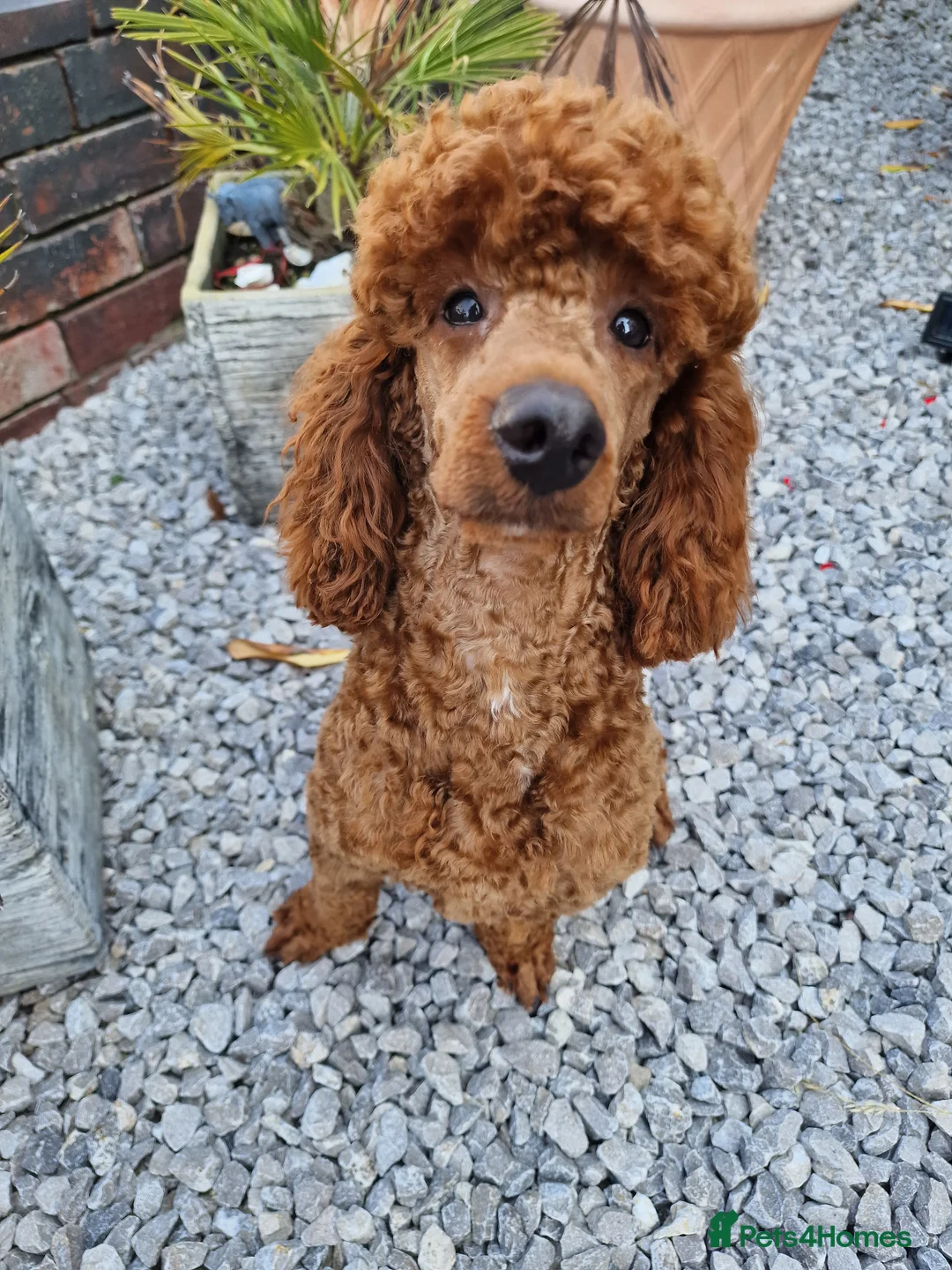 Miniature Poodle dogs for stud: Available for stud duties in Sheffield - Advert 3