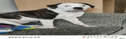 American Bulldog dogs for sale: American bulldog in Grimsby - Advert 3