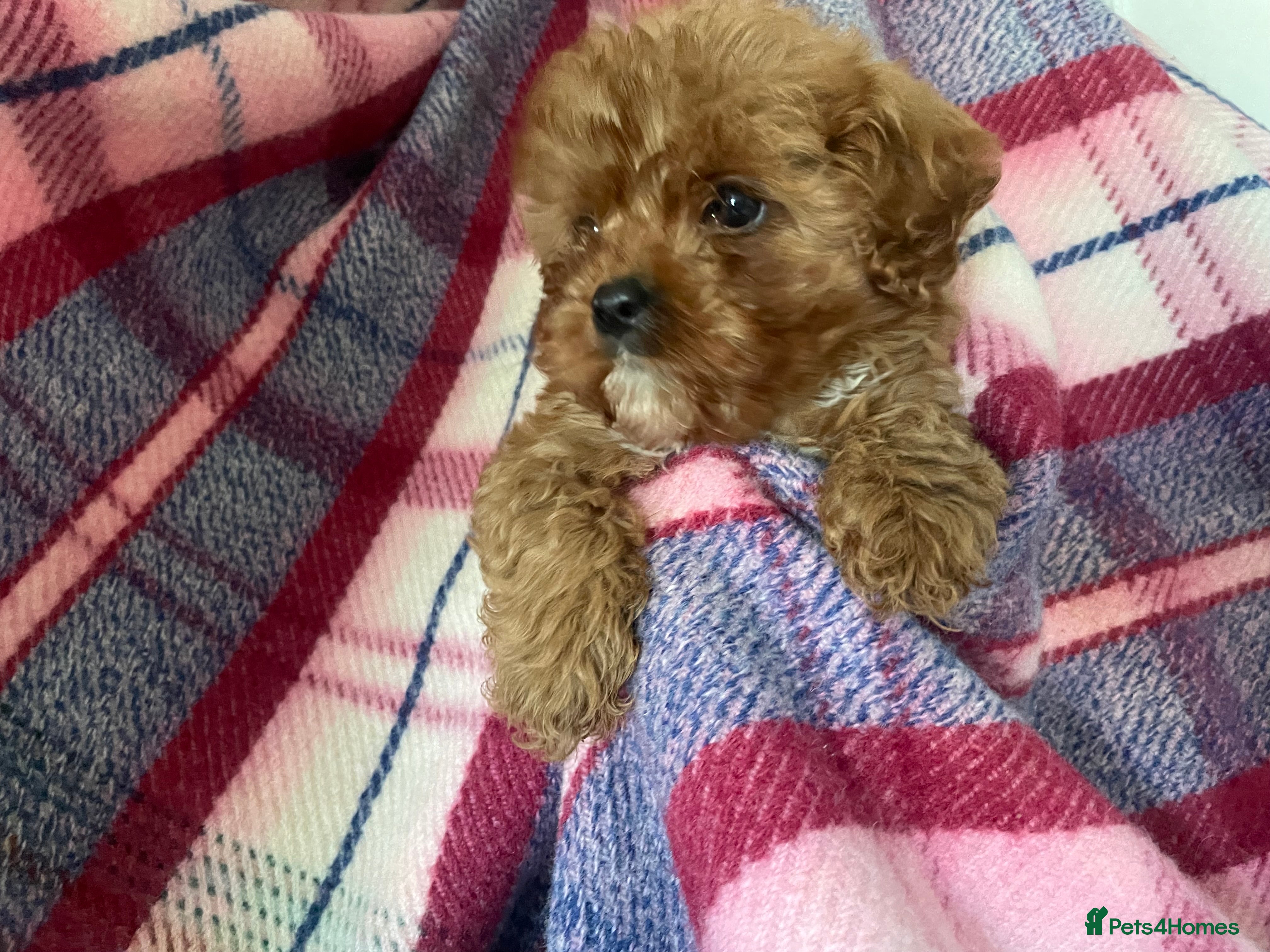 Cavapoo dogs Beautiful Ruby toy cavapoos  - Advert 2