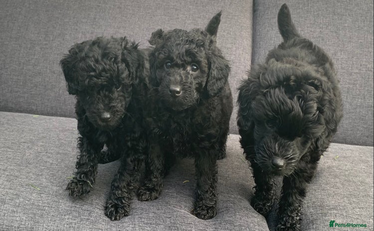 Cockapoo dogs - Advert 2