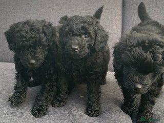 Cockapoo dogs - Advert 1