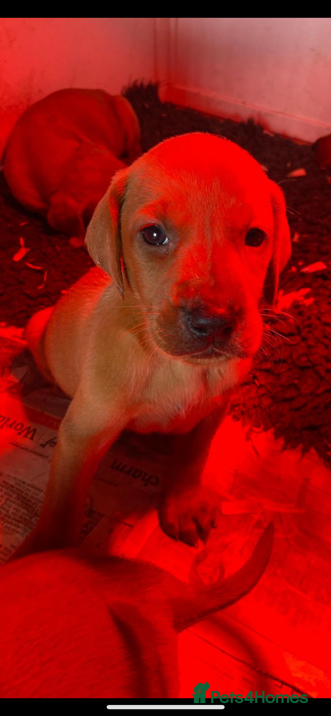 Mixed Breed dogs for sale: Hungarian Vizsla - Image 19