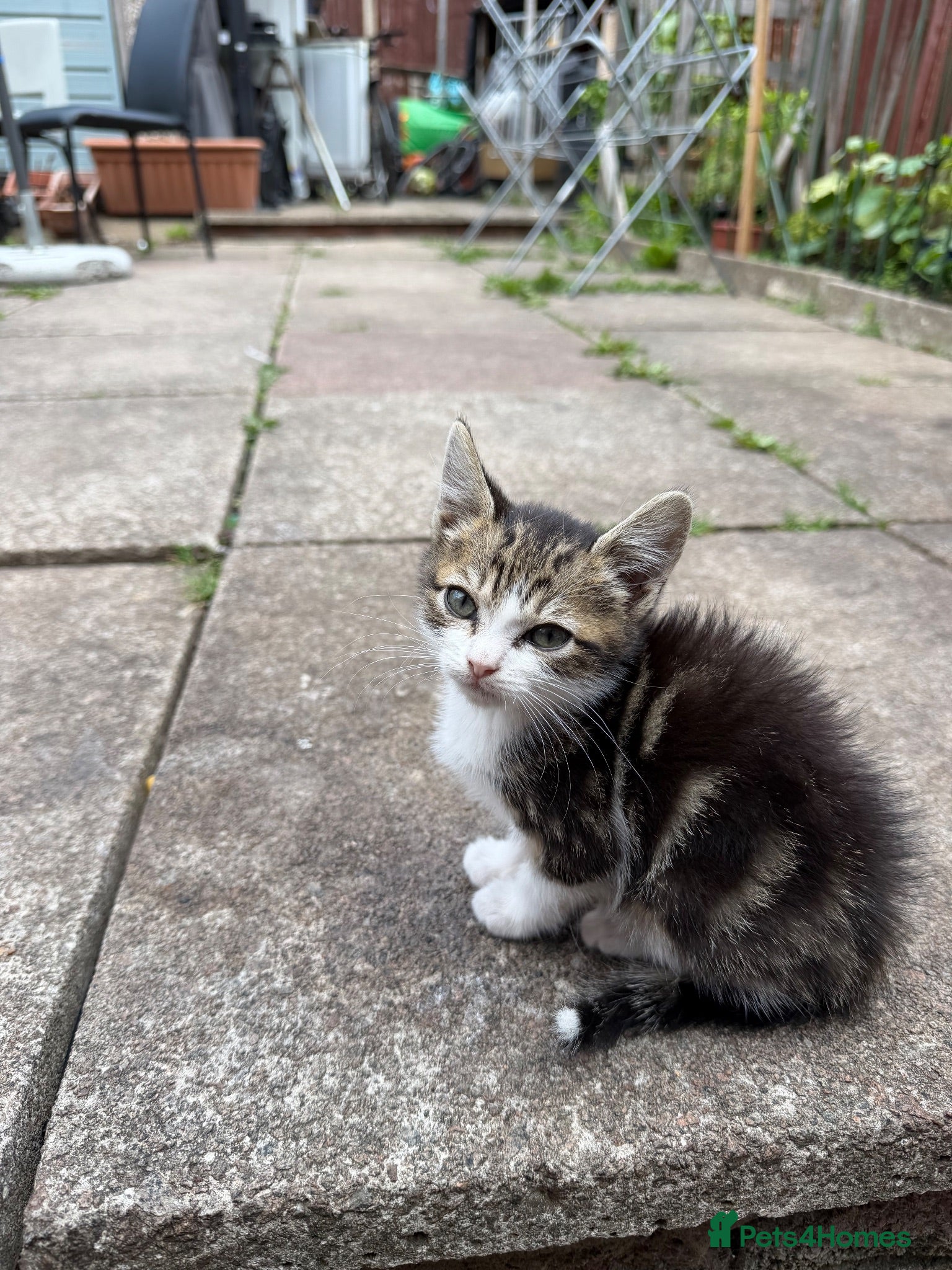 Domestic Shorthair cats litle kitten - Advert 1