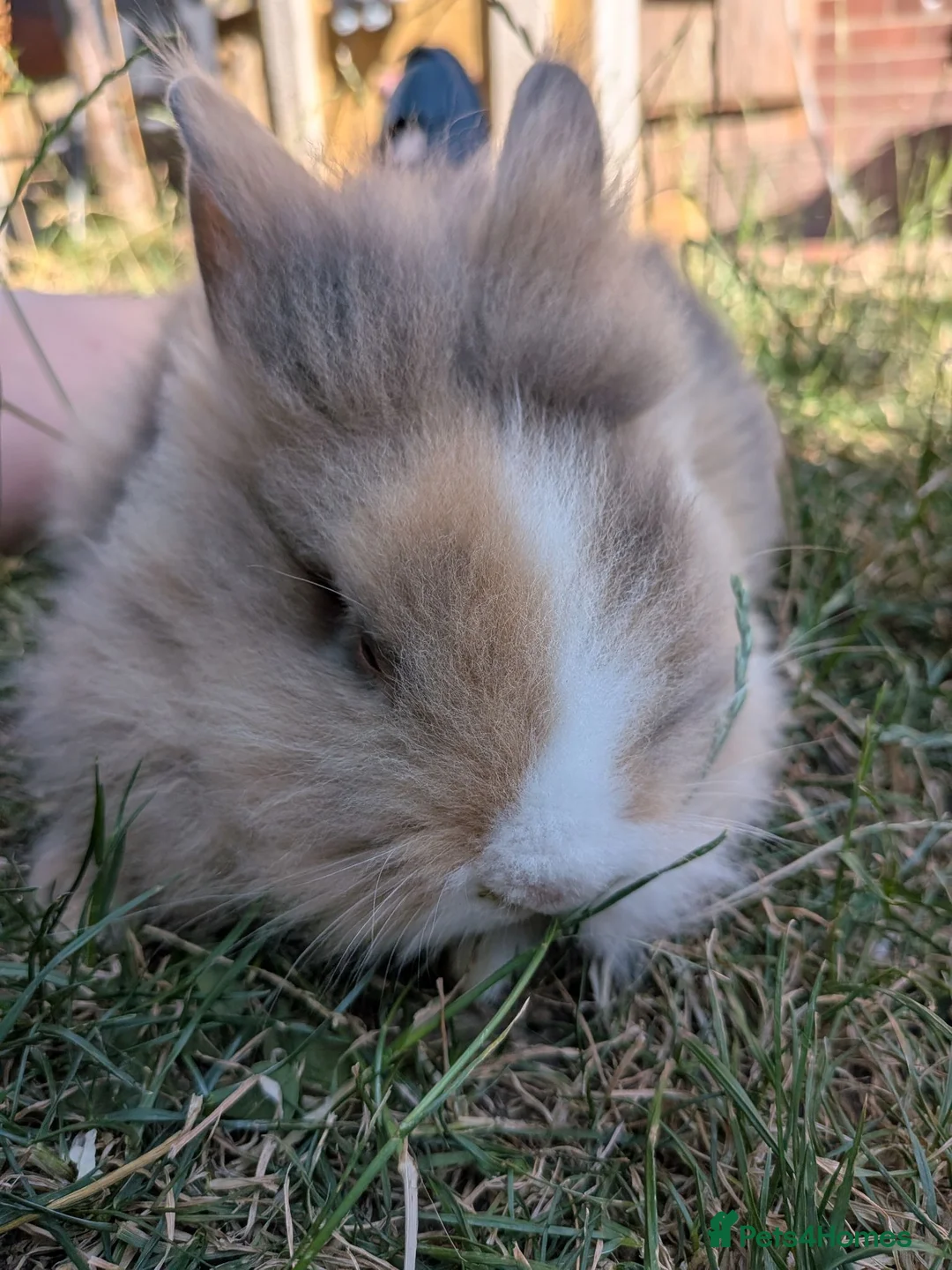 Lionhead rabbits for sale: Lionhead x Netherland dwarfs  - Advert 2