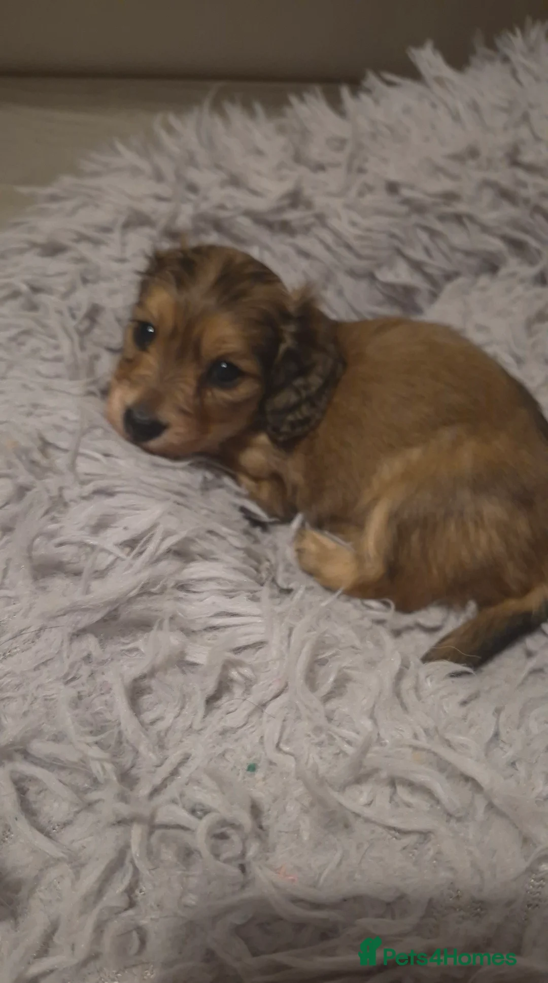 Dachshund dogs for sale: Miniature dachshund shaded cream girls - Advert 7