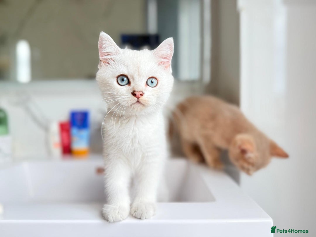 Scottish Fold cats for sale: Full pedigree Scottish fold in Croydon - Image 5