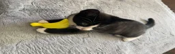 Mixed Breed cats for sale: Two beautiful black & white female kittens - Advert 32