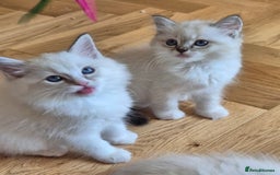 Ragdoll cats for sale: 4 Precious tica Ragdoll girls - Image 8