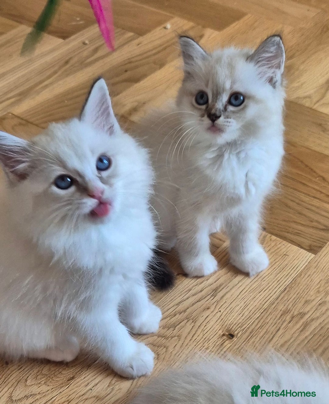 Ragdoll cats for sale: 4 Precious tica Ragdoll girls - Image 8