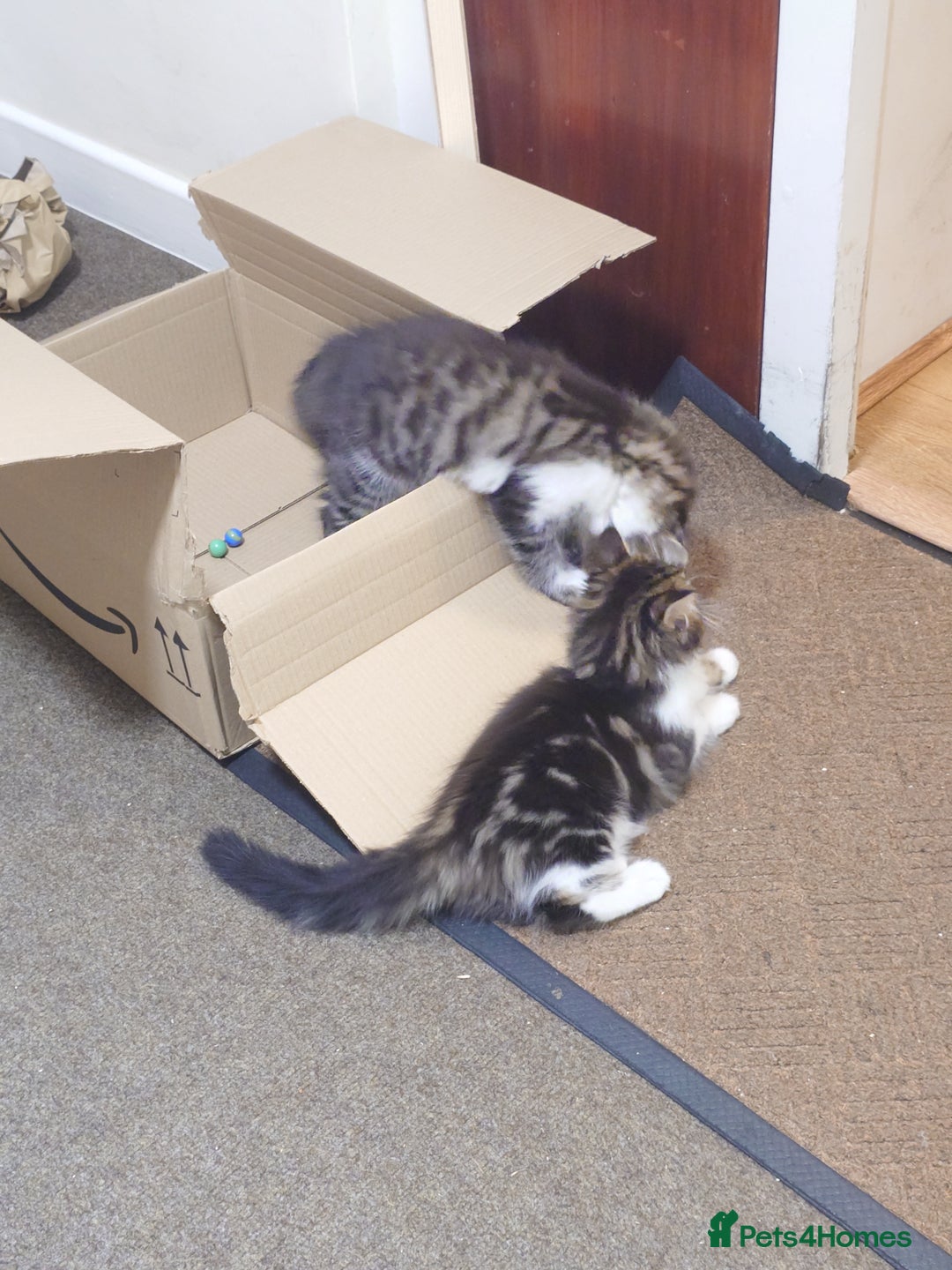 Persian cats for sale: Persian kittens: 2 girls and 1 boy (£230 each) - Image 9