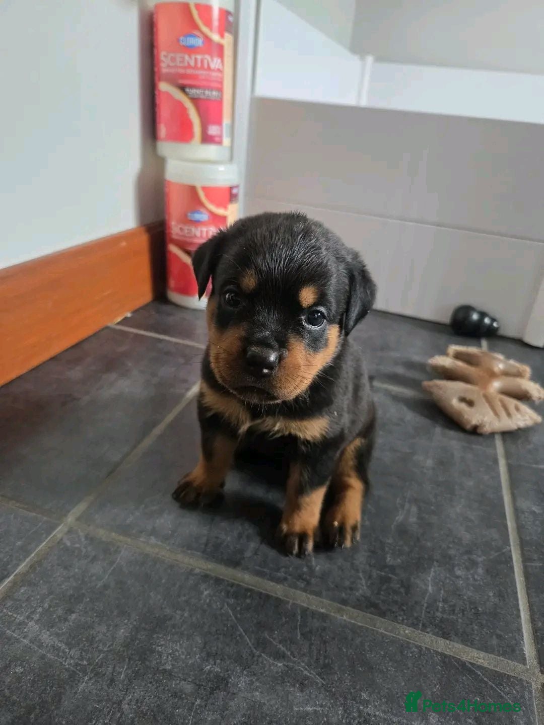 Rottweiler dogs Beautiful rottweiler puppies - Advert 1