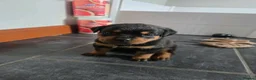 Rottweiler dogs for sale: Beautiful rottweiler puppies in Sheffield - Advert 1