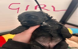 Cavapoochon dogs for sale: Cavapoochon 1 boy 1 girl left - Image 4