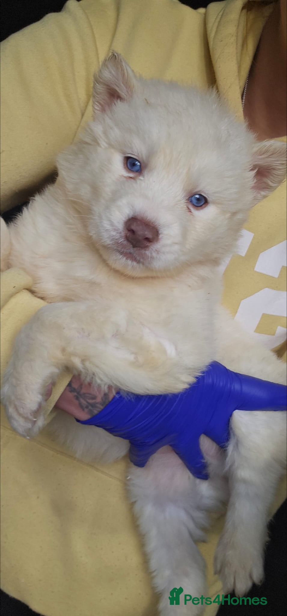 Siberian Husky dogs Wooly Siberian huskies - all Blue Eyes - Advert 12