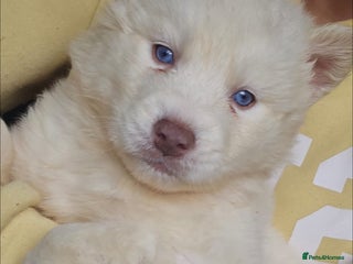 Siberian Husky dogs Wooly Siberian huskies - all Blue Eyes - Advert 12