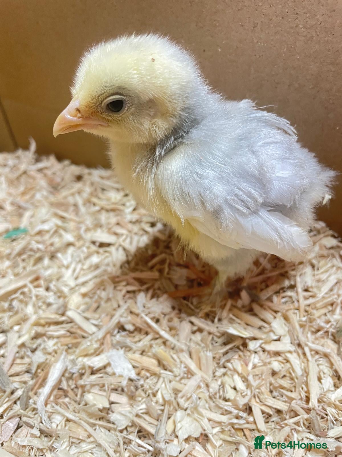 Chickens poultry 2 and 3 week old chicks available for loving homes - Advert 11