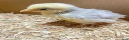 Chickens poultry for sale: 2 and 3 week old chicks available for loving homes in Sudbury - Advert 6