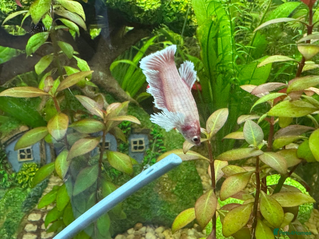 Bettas fish for sale: 350Litre 4ft Tank Plus Fish plants and decorations - Advert 11