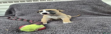 Mixed Breed 4