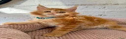 Maine Coon cats for sale: TICa reg 9 XXL Massive Red Kittens - Advert 14