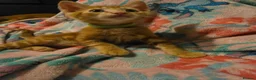 Mixed Breed cats for sale: 7 beautiful kittens - Advert 18