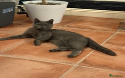 British Shorthair cats for sale: Pedigree British Shorthair  - Image 4