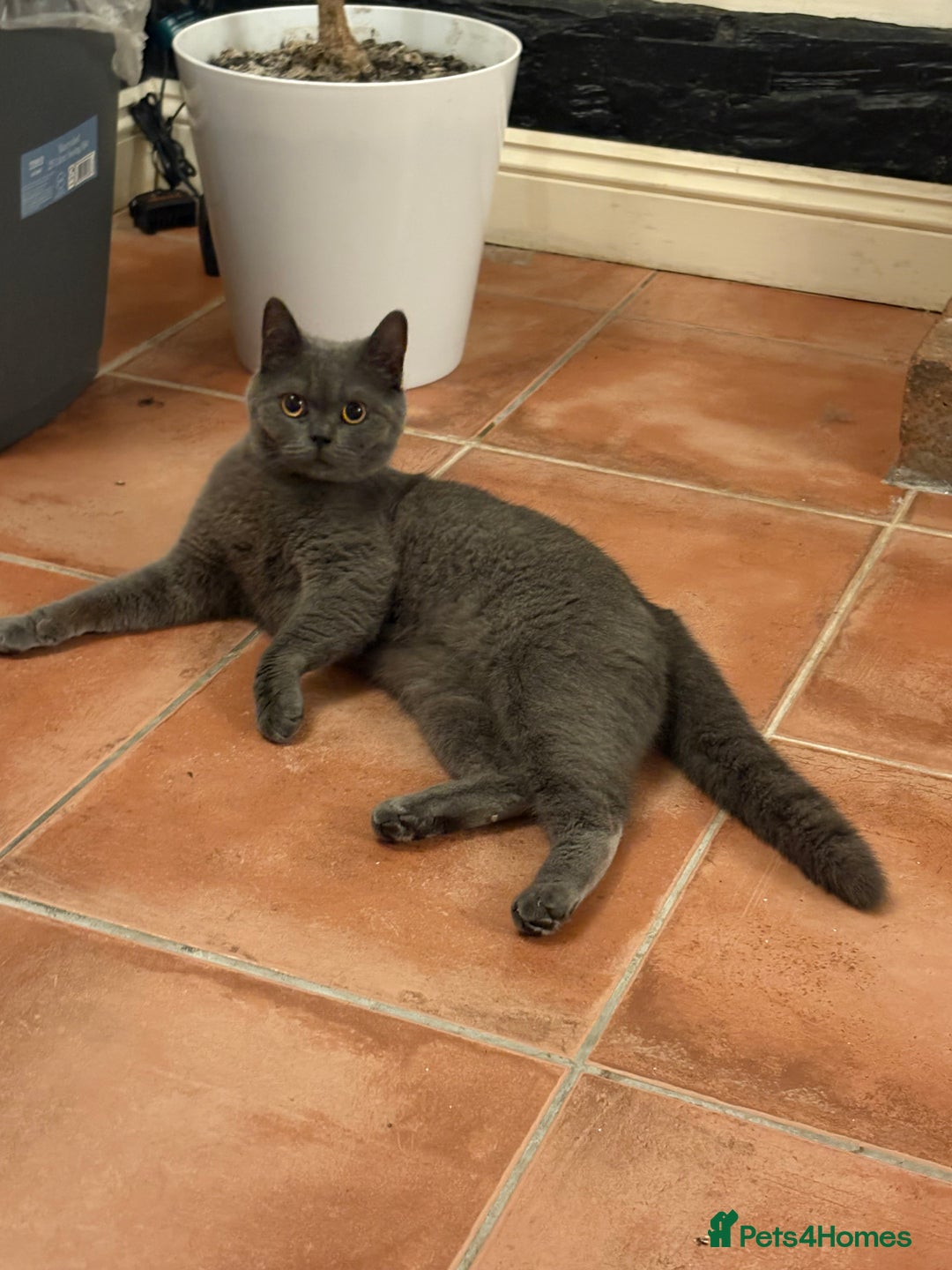 British Shorthair cats for sale: Pedigree British Shorthair  - Image 4
