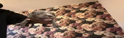 Mixed Breed dogs for sale: Staffy mix Puppies  - Advert 6