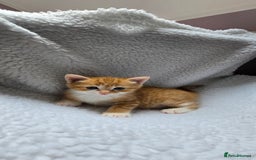 Mixed Breed cats for sale: Adorable Tabby Kittens 🐾 - Image 15