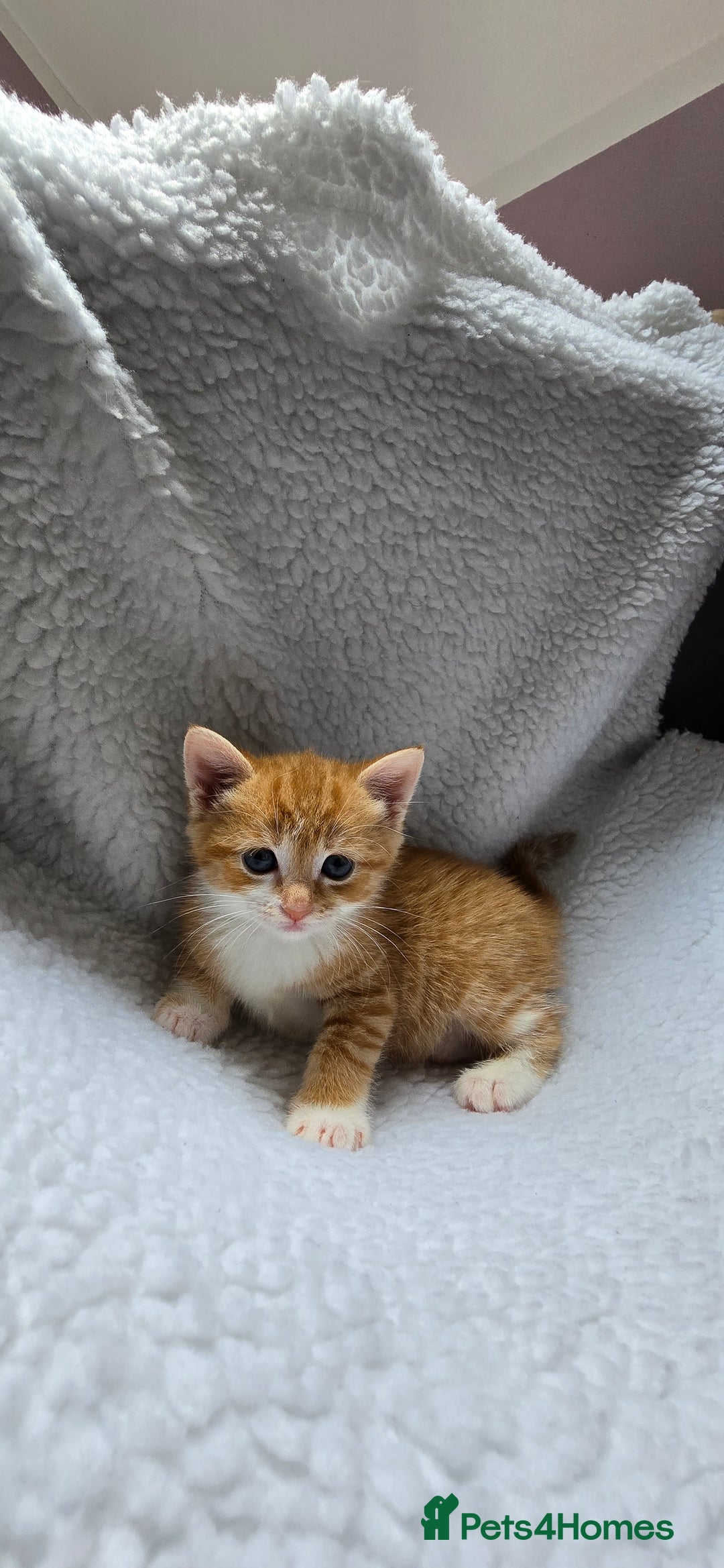 Mixed Breed cats for sale: Adorable Tabby Kittens 🐾 - Image 15