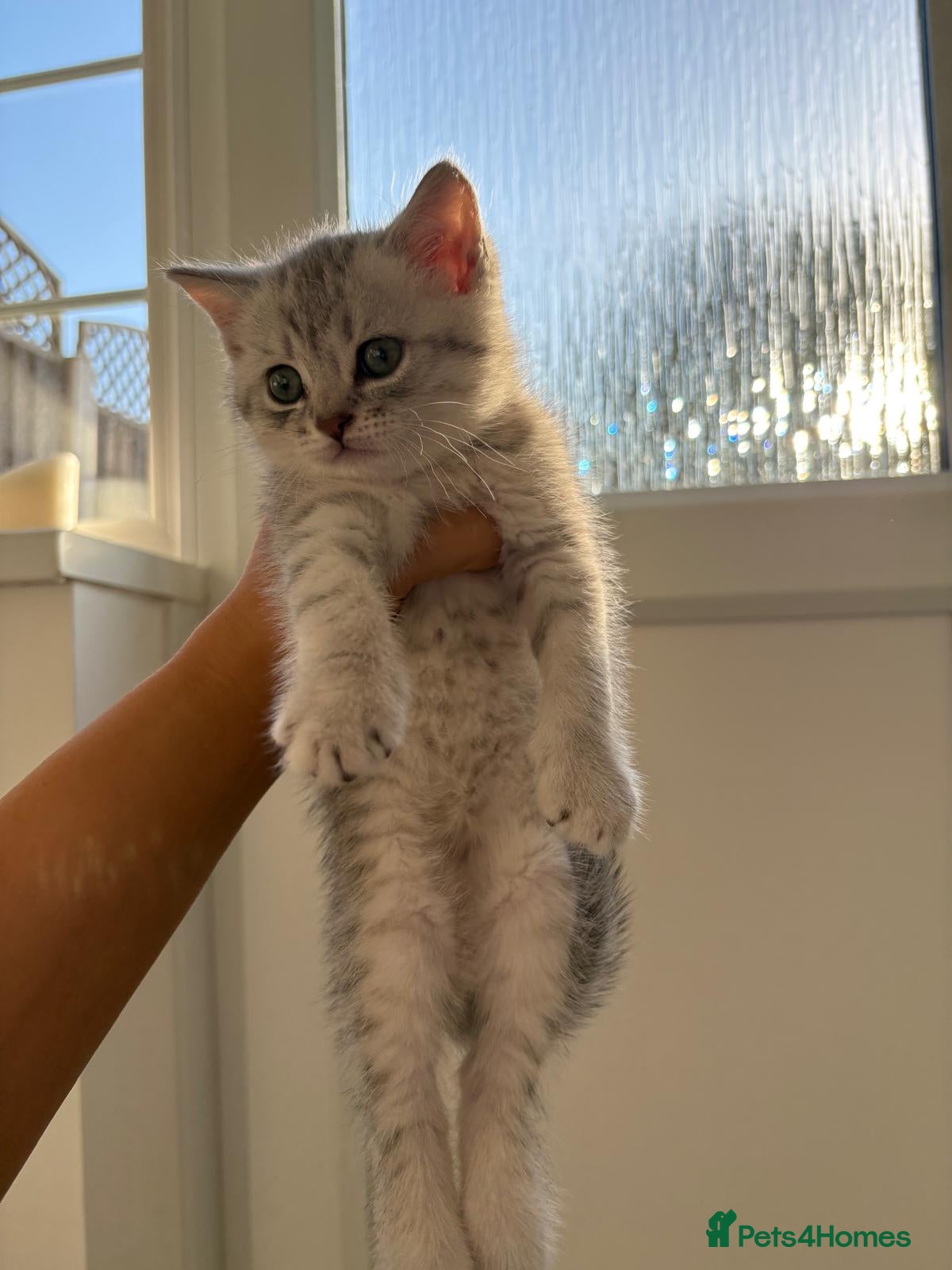 British Shorthair cats Lovely male kitten  - Advert 1