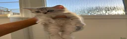 British Shorthair cats for sale: Lovely male kitten  - Advert 1