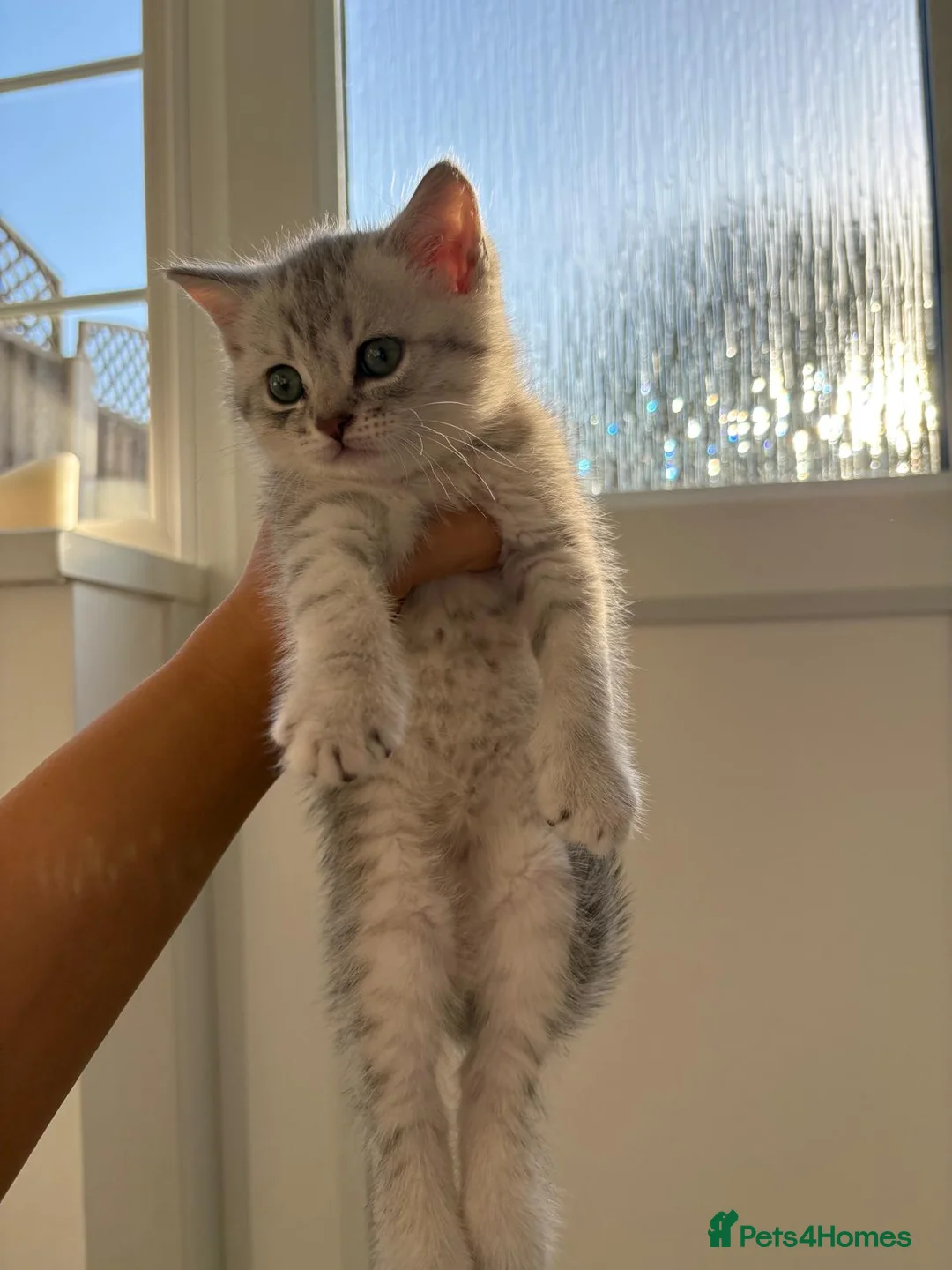 British Shorthair cats for sale: Lovely male kitten  - Advert 1