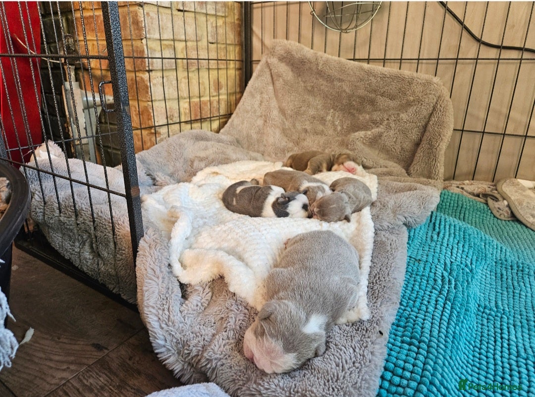 English Bulldog dogs for sale: Outstanding KC English Bulldogs, Top Quality Pups - Image 22