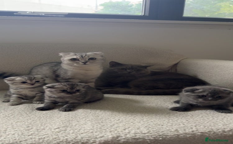 Scottish Fold cats - Advert 2