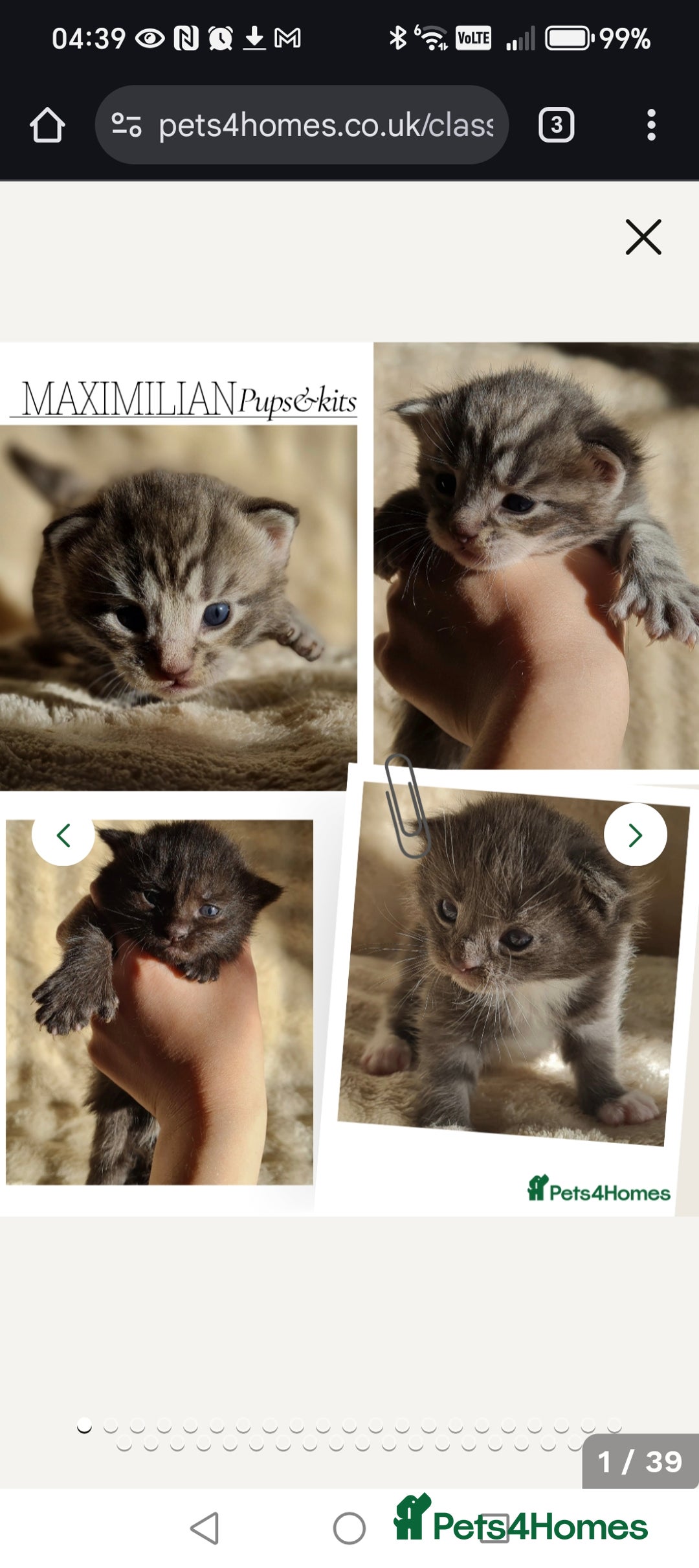 Maine Coon cats for sale: Maine Coon Kittens  - Advert 28