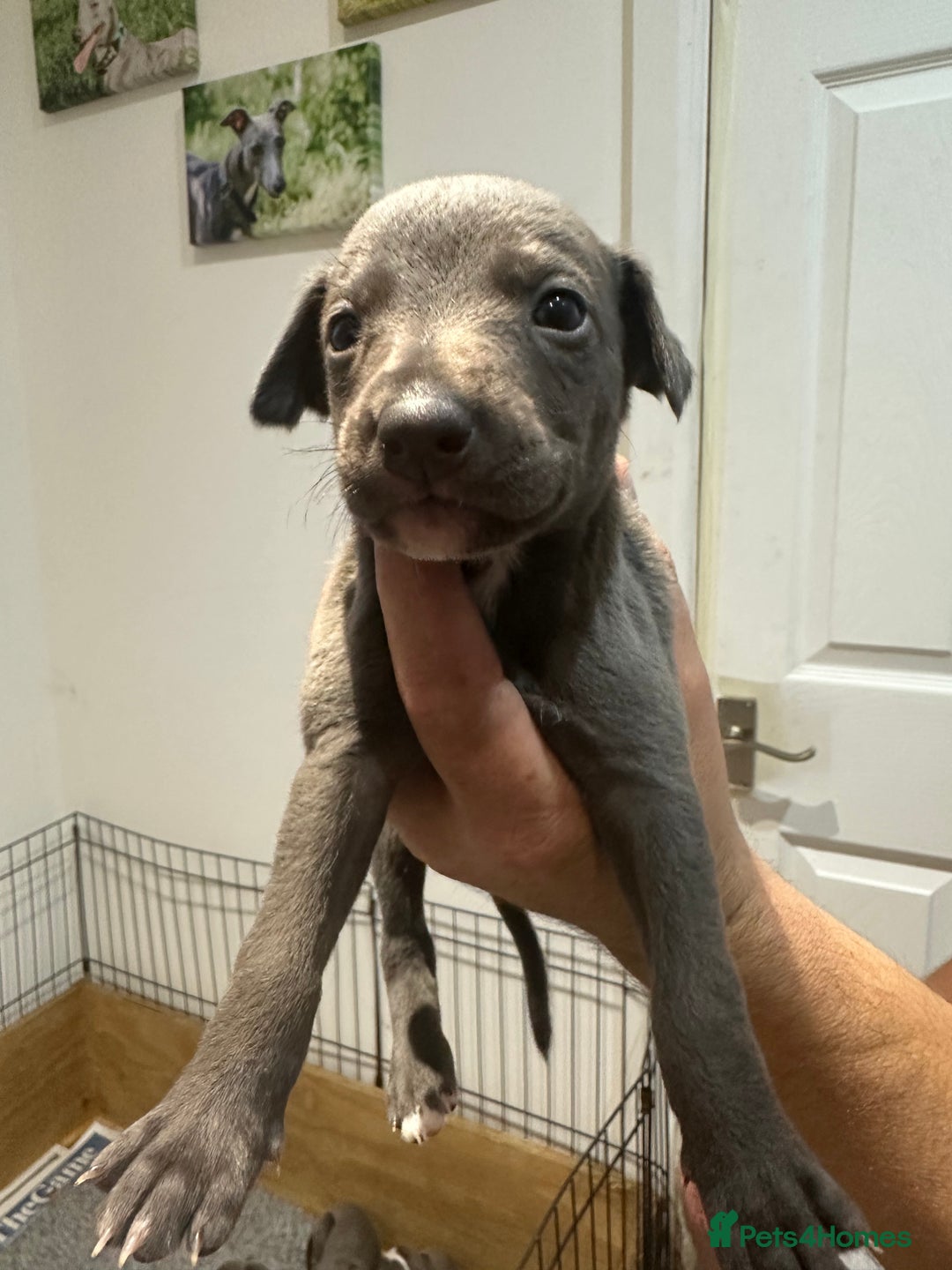 Whippet dogs for sale: Kc reg whippets  - Image 13