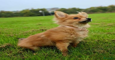 Pomeranian dogs - Advert 11