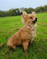 Pomeranian dogs - Advert 11