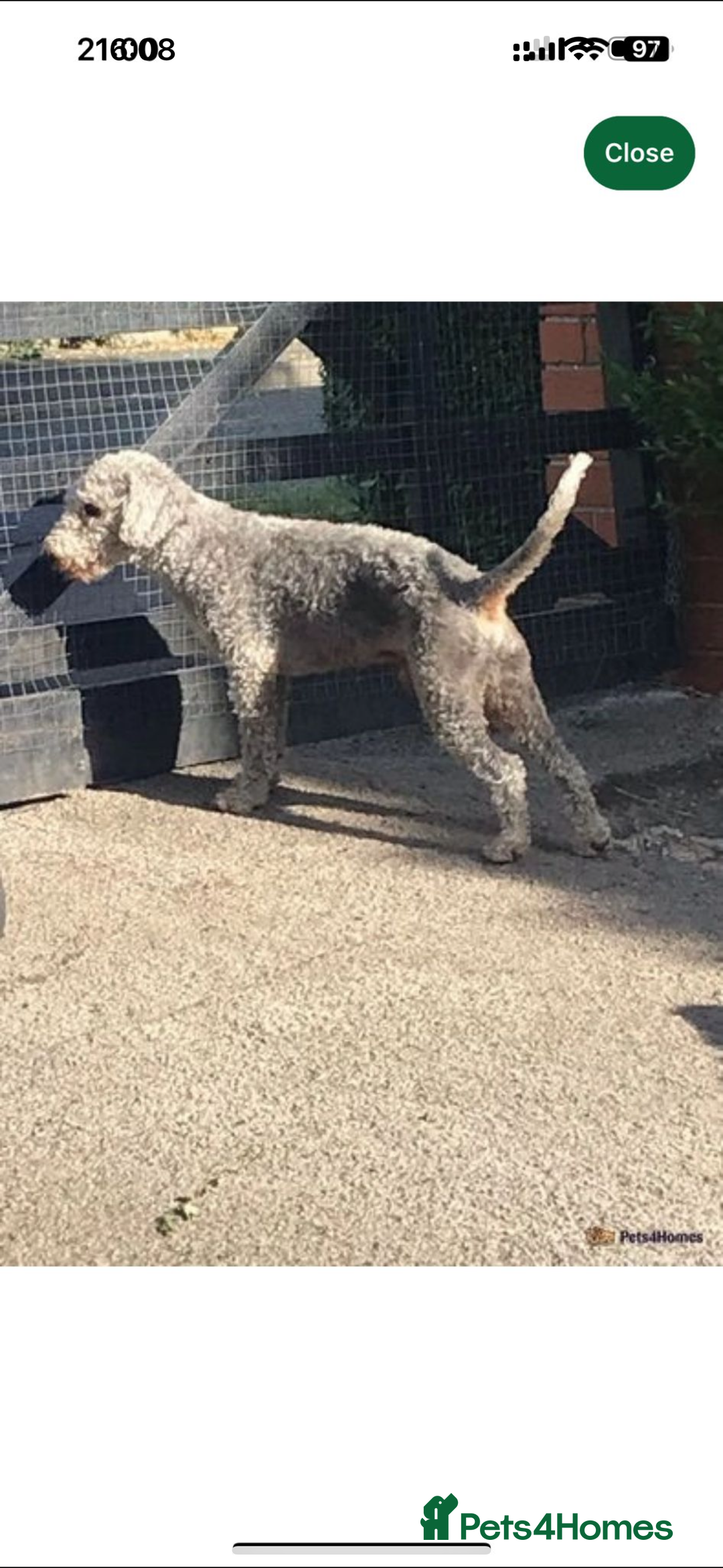 Bedlington Terrier dogs for sale: KC REGISTERED BEDLINGTON TERRIERS - Advert 7