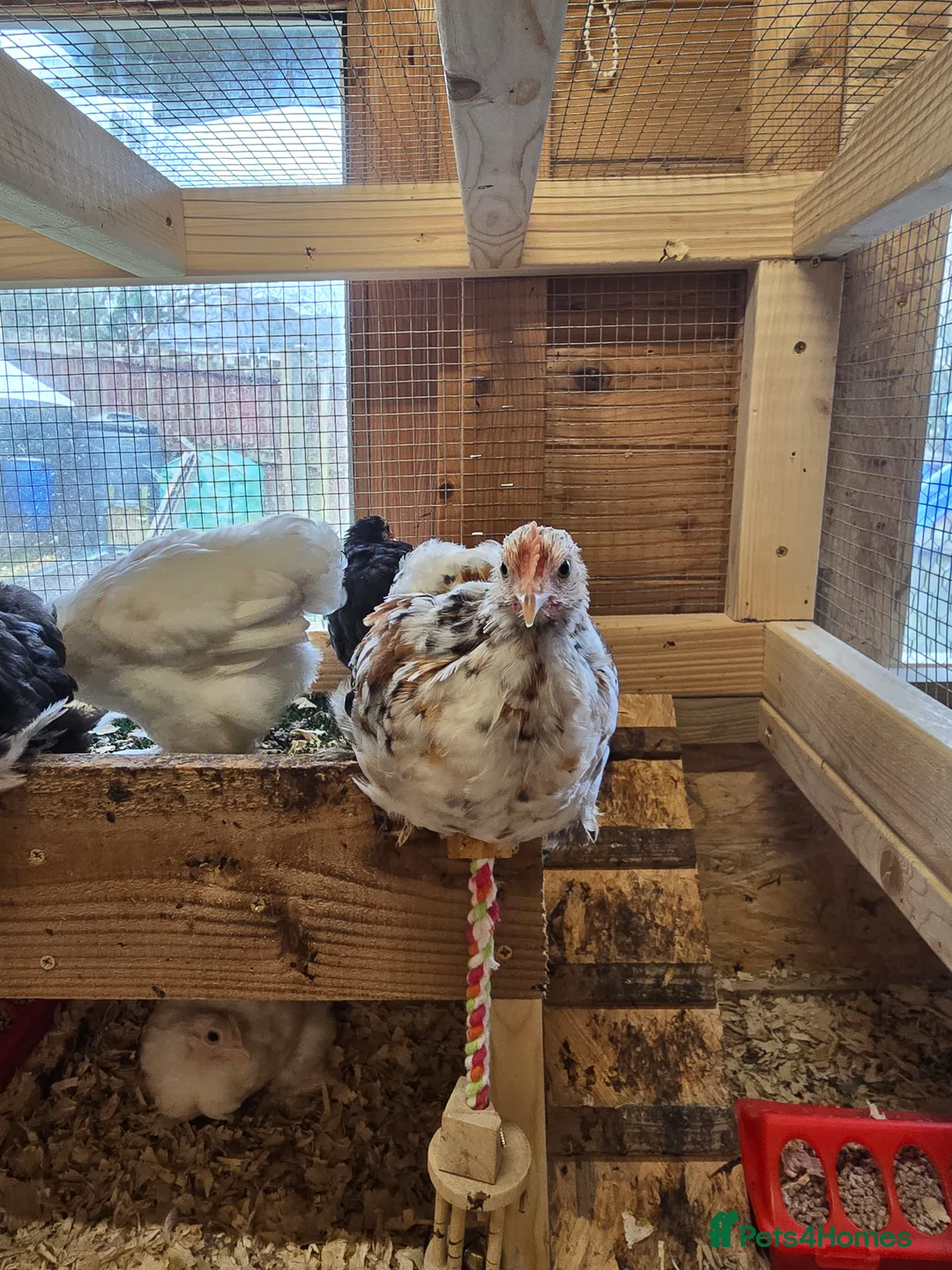 Chickens poultry for sale: PEKINS BANTAMS & QUAIL CELADON pullets & young - Advert 2