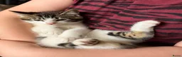 Mixed Breed cats for sale: Half sphynx kitten - Advert 4
