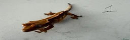 Gecko reptiles for sale:  Lilly white Crested gecko babies - Advert 1