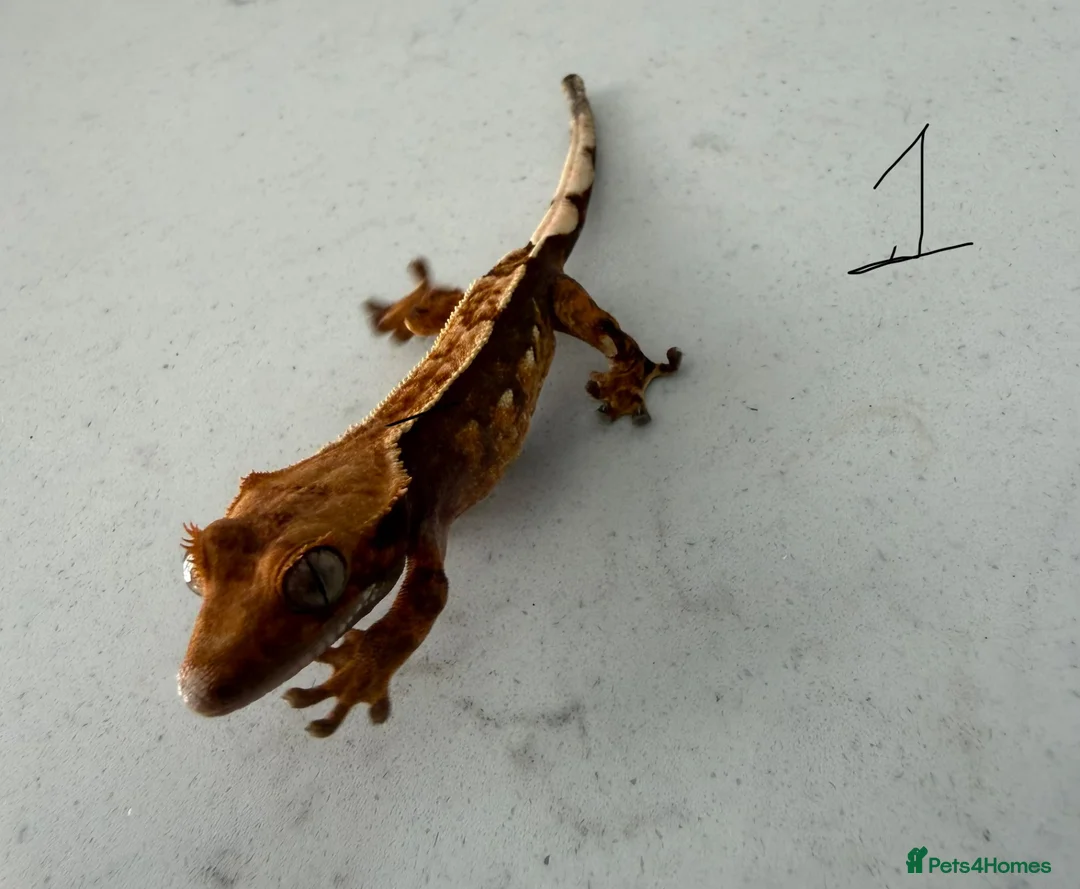 Gecko reptiles for sale:  Lilly white Crested gecko babies - Advert 1