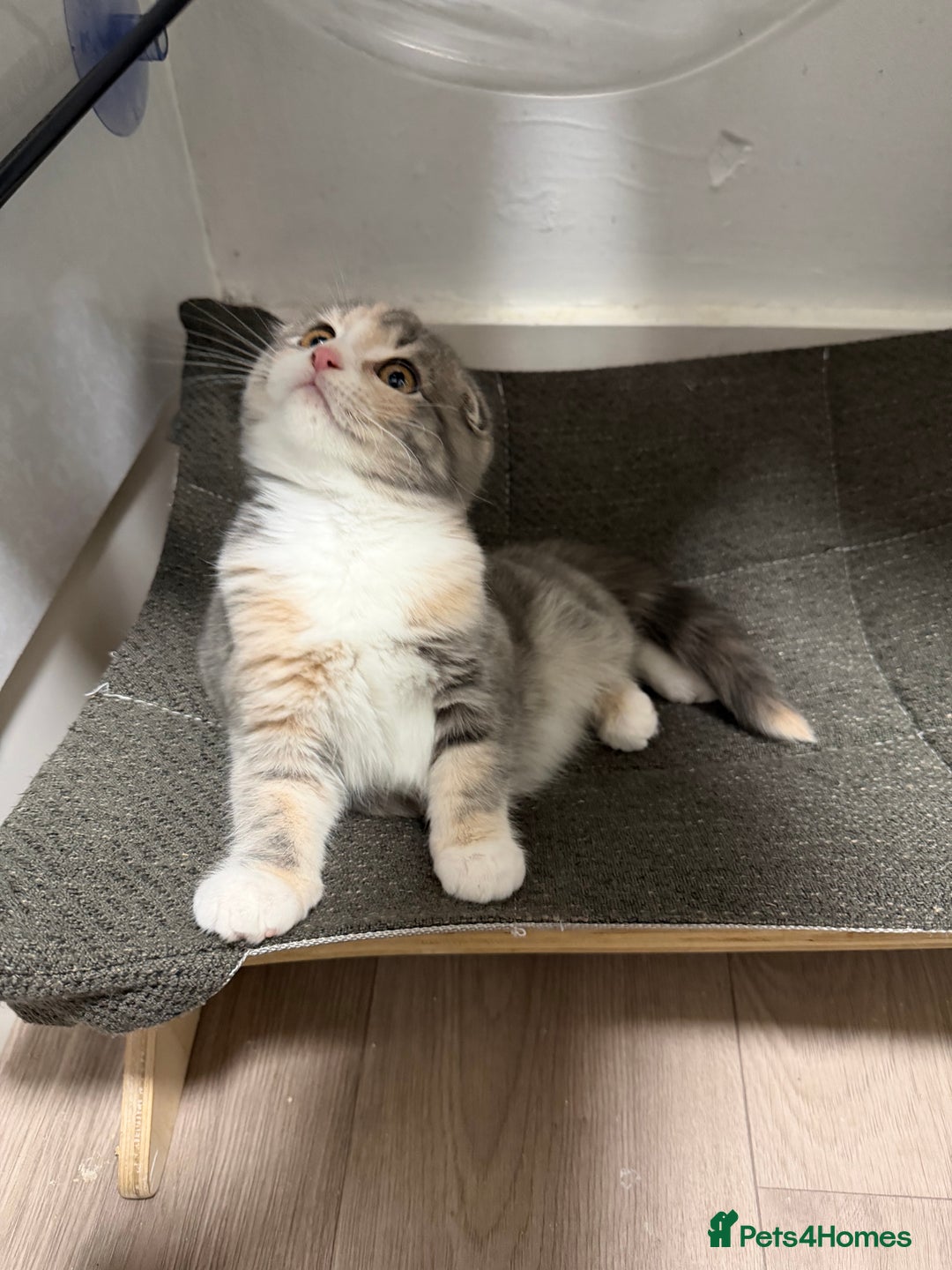 Mixed Breed cats for sale: Fold x Maine coon girls - Advert 11