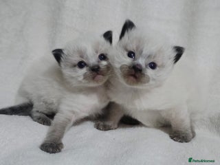 Ragdoll cats Stunning ragdoll kittens - Advert 2