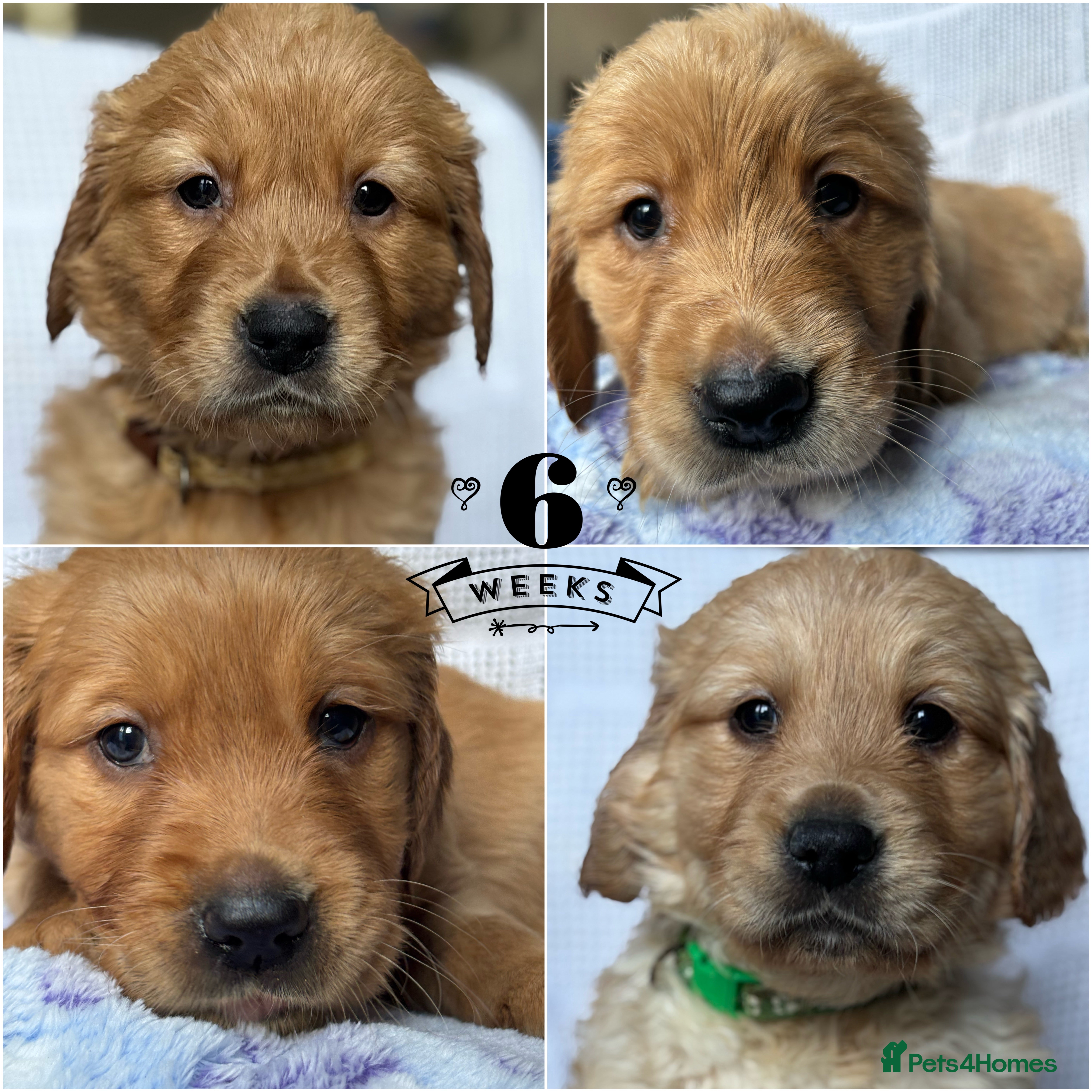 Golden Retriever dogs KC DNA tested gorgeous golden retriever puppies  - Advert 3