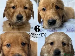 Golden Retriever dogs KC DNA tested gorgeous golden retriever puppies - Advert 3