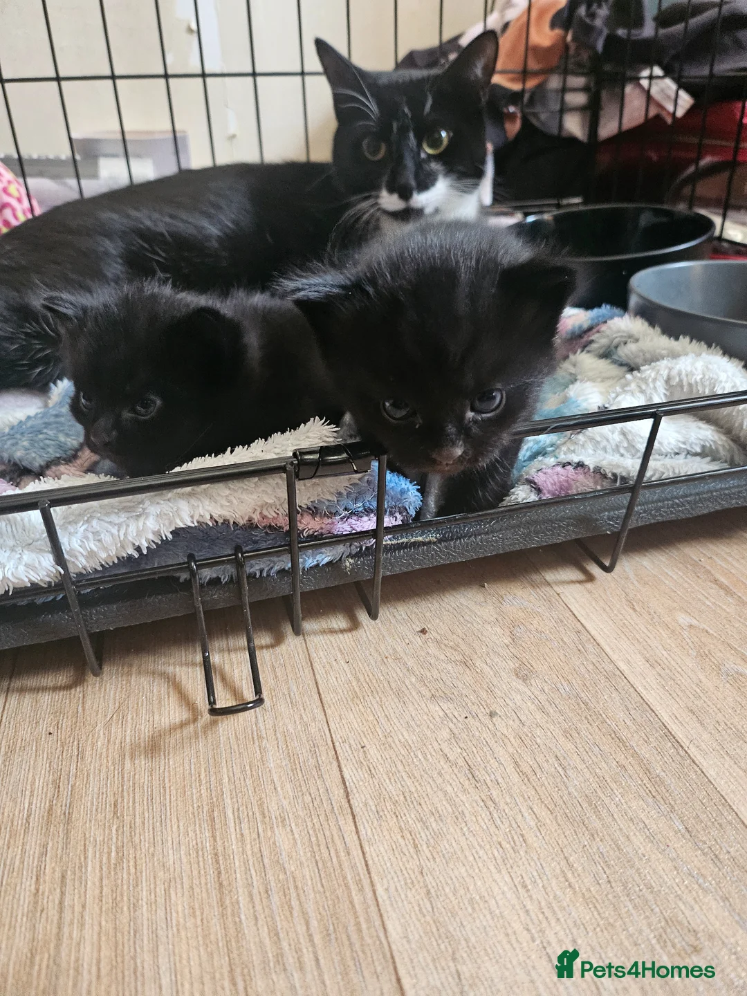 Mixed Breed cats for sale: Black and white female cat  - Advert 1