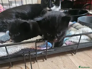 Mixed Breed cats Black and white female cat - Advert 2